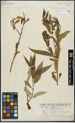 Foto von Salix alba L. x Salix fragilis L.